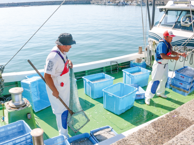 「やぶ新」の船が和歌浦漁港の岸壁に着いて水揚げ