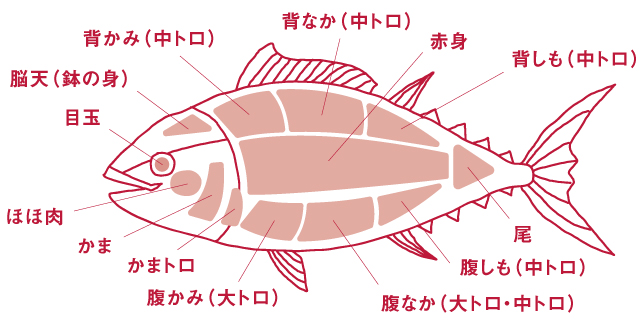 マグロの部位図