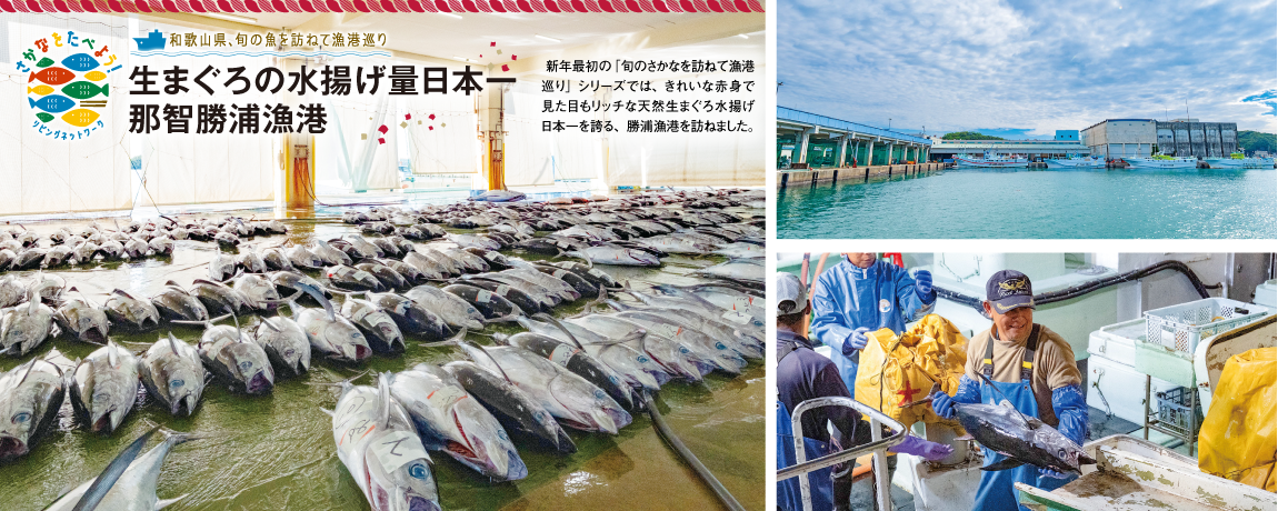 和歌山県、旬の魚を訪ねて漁港巡り<br/>生まぐろの水揚げ量日本一<br/>那智勝浦漁港